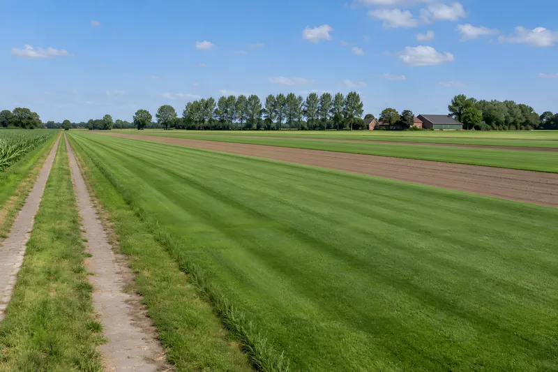 Rasenfeld mit gleichmäßigen Streifen