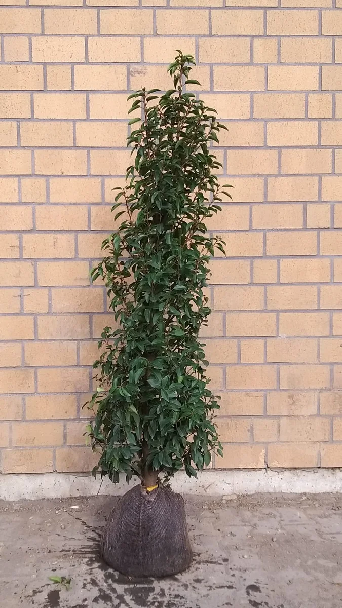 Portugiesischer Kirschlorbeer als Einzelpflanze vor einer Klinkerwand (Foto aus dem Shop)