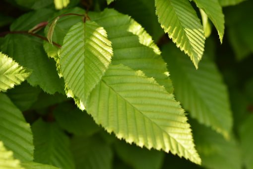 Heckenpflanzen, premium Heckenpflanzen für deinen Garten, Hainbuche