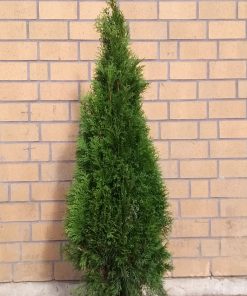 Thuja Smaragd